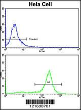 PPP2R2B Antibody (Center)
