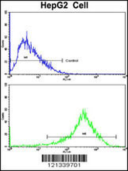 PON3 Antibody (N-term)