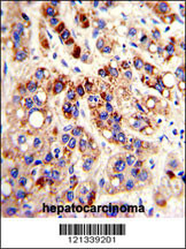 PON3 Antibody (N-term)