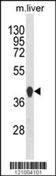 HPD Antibody (C-term)