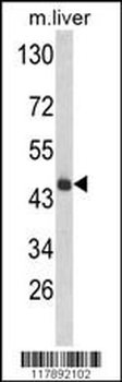 HPD Antibody (N-term)