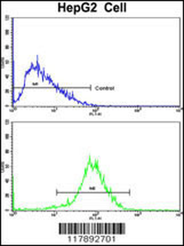 HPD Antibody (N-term)