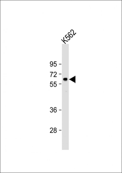 RARS2 Antibody (C-term)