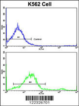 LPIN2 Antibody (Center)