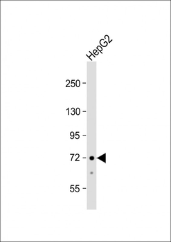 ACSS3 Antibody (Center)