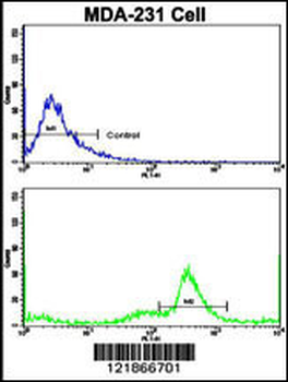 C5 Antibody (N-term)