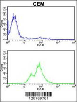 PRKCA Antibody (N-term)