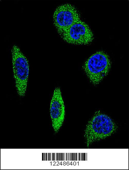 ADRA2B Antibody (Center)