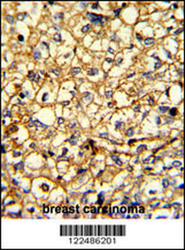 ADRA2B Antibody (Center)