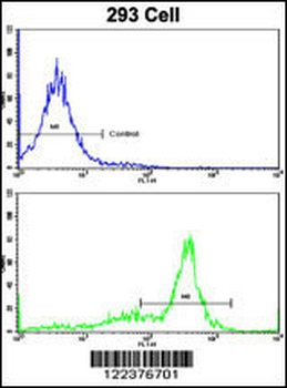 ATP5O Antibody (N-term)