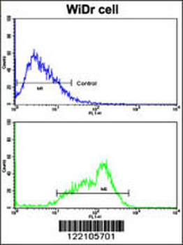 BCL2L11 Antibody (Center)