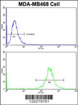 VPS53 Antibody (N-term)