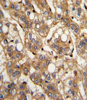 IFNB1 Antibody (N-term)