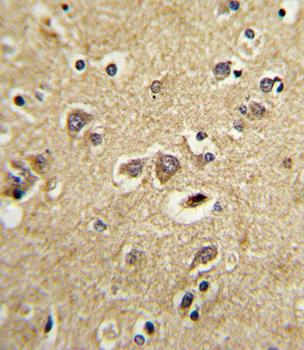 LRPAP1 Antibody (C-term)