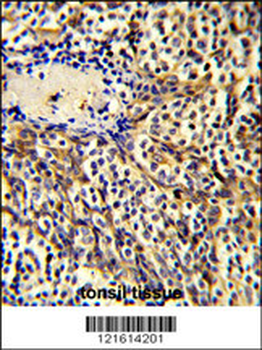 CCL3 Antibody (C-term)