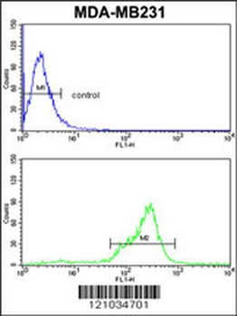 TBC1D4 Antibody (N-term)