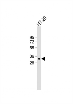 MyD88 Antibody (Center)