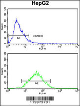 ZFP36 Antibody (Center)