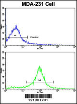 ACTN1 Antibody (N-term)