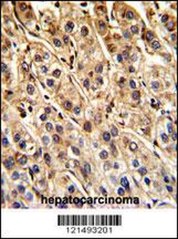 SHP2 Antibody (Y546)