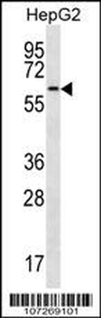 Cdc14 Antibody