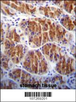 Cdc14 Antibody