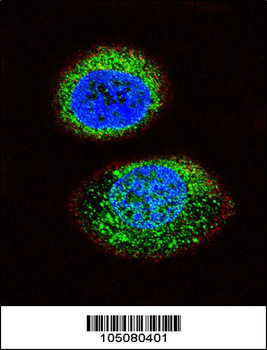 PTEN Antibody (C-term)