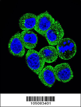 PTEN Antibody (C-term F279)
