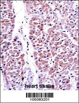 PTEN Antibody (C-term F279)