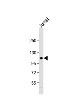PIK3CG Antibody (C-term)