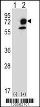 ITPKB Antibody (N-term)