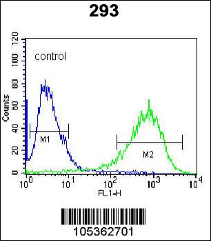 ITPKB Antibody (N-term)