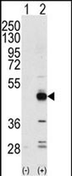 TRIB3 Antibody (N-term)