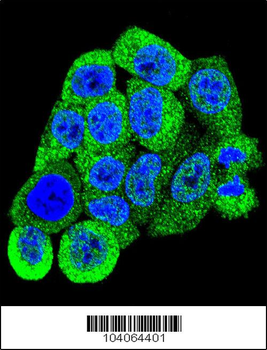 YWHAB Antibody (C-term)
