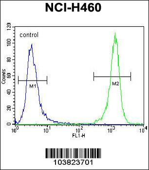DGKQ Antibody (C-term)
