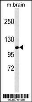 SNF1LK Antibody (C-term)
