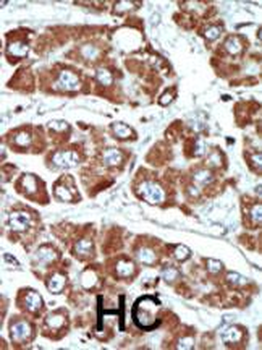 SNF1LK Antibody (C-term)