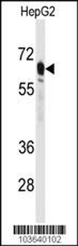 PCK2 Antibody (N-term)