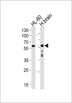 PACSIN1 Antibody (Center)