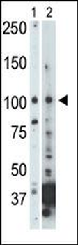 NEK9 Antibody (C-term)