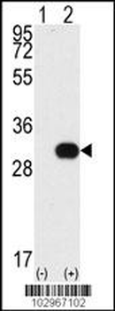 NEK7 Antibody (N-term)