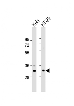 GNB2L1 Antibody (N-term)
