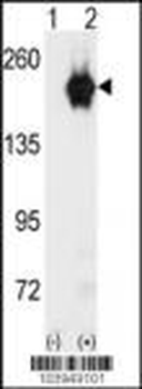 GAK Antibody (C-term)