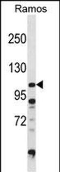 DGKZ Antibody (C-term)