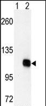 DGKZ Antibody (C-term)