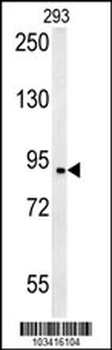 BRD2 Antibody (Center)