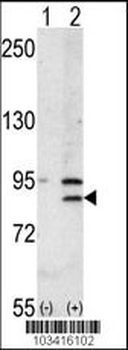 BRD2 Antibody (Center)