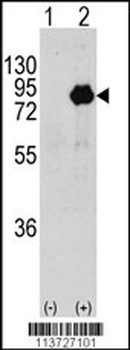 PIK3R2 Antibody (Y464)