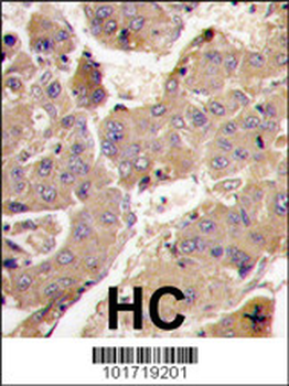 PIK3R3 Antibody (C-term)