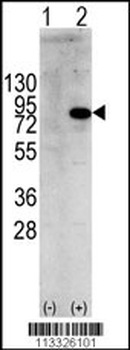 PIK3R1 Antibody (Y580)